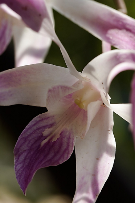 Fleurs FEV12-019